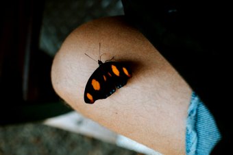 Motýl na stehně [fotograf Tomas Anunziata]