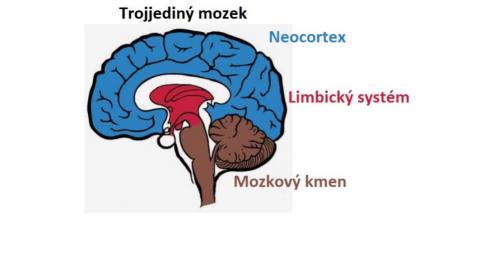 Mozek