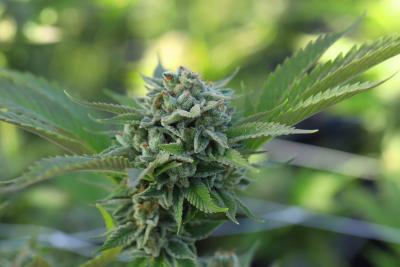 Marihuana