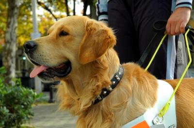 retriever